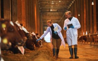 veterinari-stalla-vacche