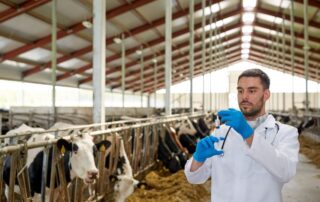 veterinario-bovini-stalla
