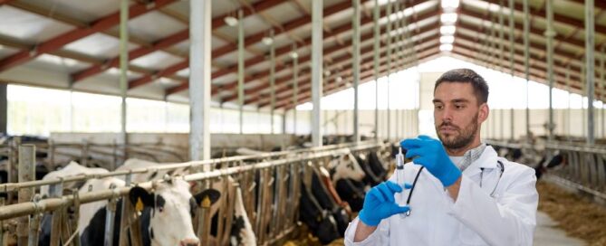 veterinario-bovini-stalla