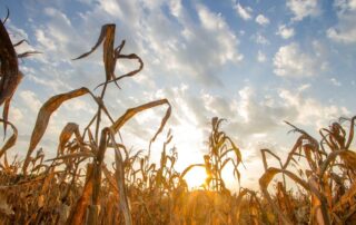 mais - siccità - cambiamenti climatici