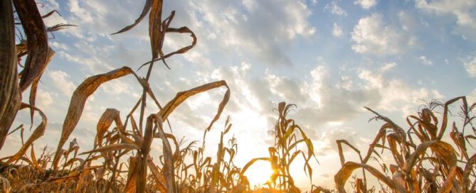 mais - siccità - cambiamenti climatici