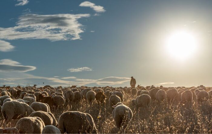 pecore - campo - pastore - tramonto