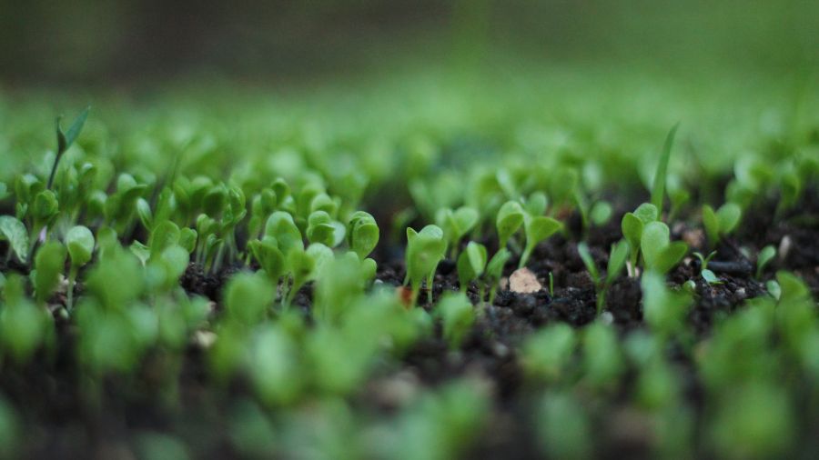biologico – piantine – terra biologico - piantine - terra