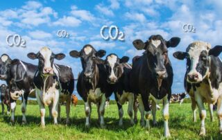 vacche-pascolo-co2
