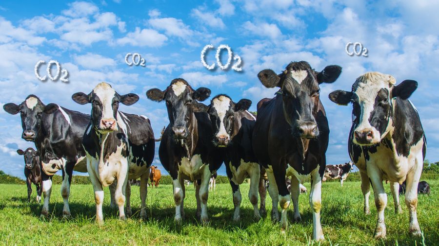 vacche-pascolo-co2 vacche-pascolo-co2