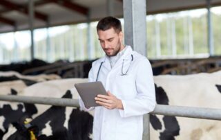 veterinario-buiatra-stalla
