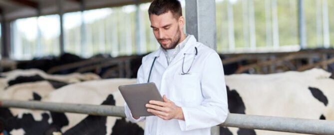veterinario-buiatra-stalla