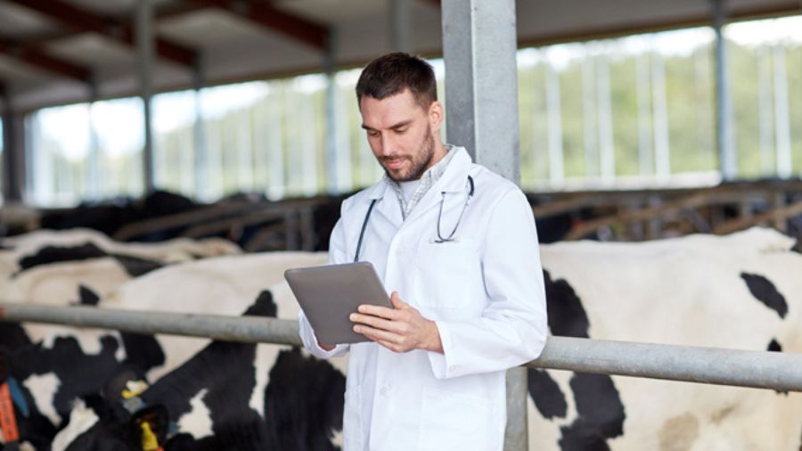 veterinario-buiatra-stalla veterinario-buiatra-stalla