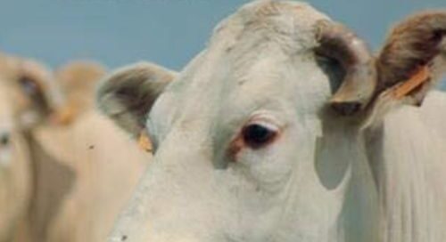 libri- thepursuitofsustainableagriculture