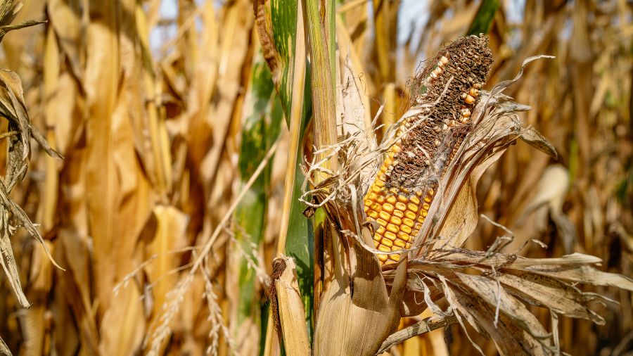 mais-malato-agricoltura mais-malato-agricoltura