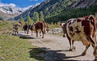 montagna-pascolo-vacche