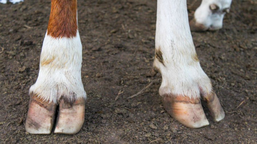 piedi-bovini-vacca piedi-bovini-vacca