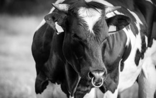 toro-frisona-biancoenero