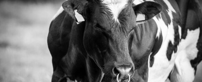 toro-frisona-biancoenero