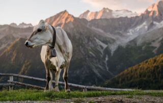 vacca - montagna -trentino