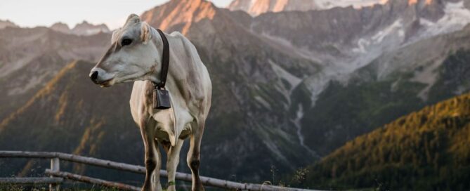 vacca - montagna -trentino