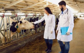 vacca-stalla-veterinari