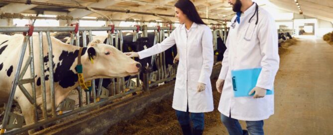 vacca-stalla-veterinari