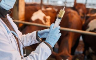 veterinario-vacche-siringa-vaccino