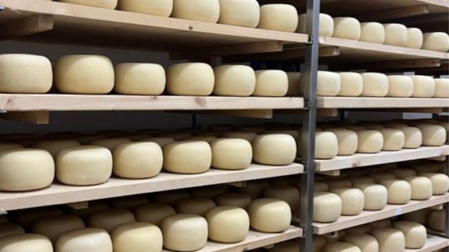 forme-formaggio forme-formaggio