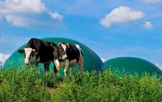 biogas-vacche