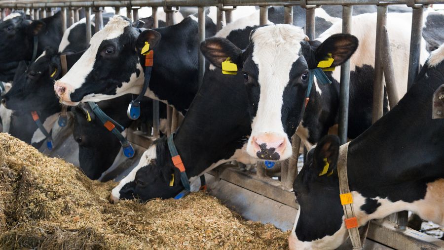 vacche-stalle-sensori-feed vacche-stalle-sensori-feed