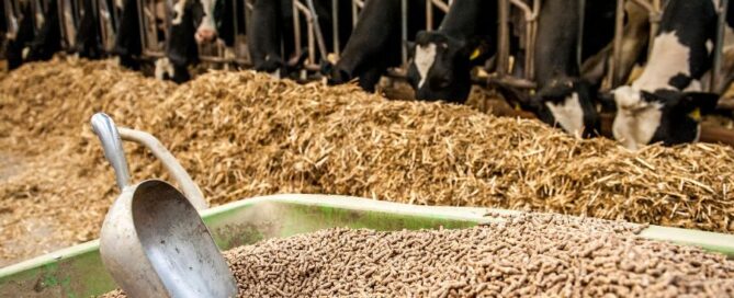pellet-mangime-vacche-feed-razione