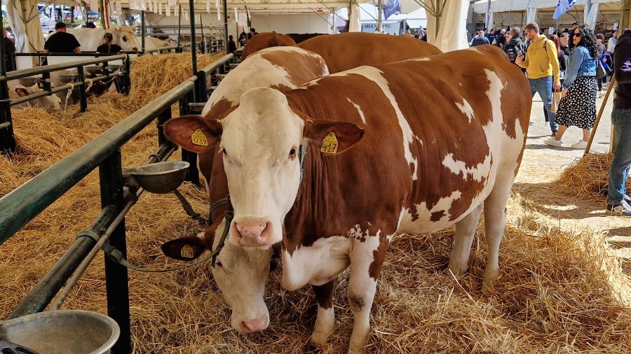 agriumbria – pezzata rossa agriumbria - pezzata rossa