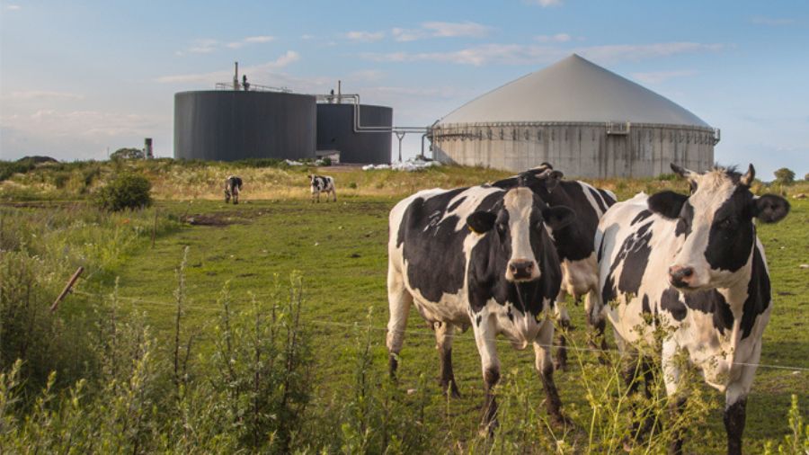 biogas-vacche-sostenibilità
