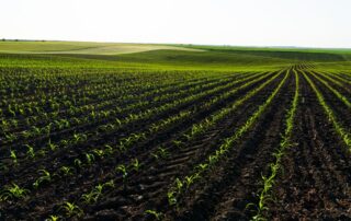 mais - campo - agricoltura