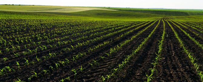 mais - campo - agricoltura
