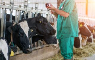 vacca - veterinario - siringa iniezione