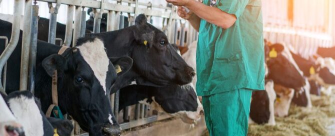 vacca - veterinario - siringa iniezione