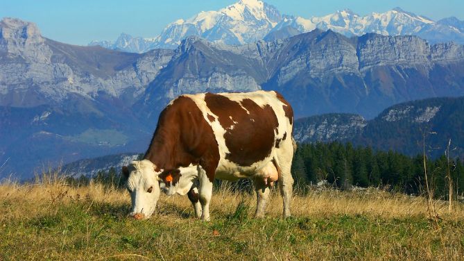 Montbéliarde-montagna