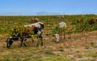 vigna-vinaccia-vacche