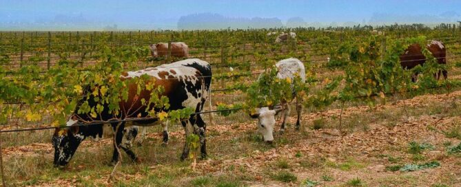 vigna-vinaccia-vacche