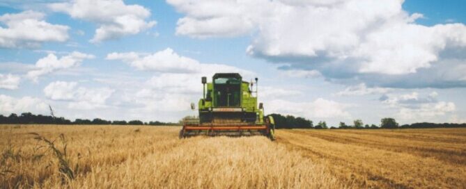 campo-grano-nacer