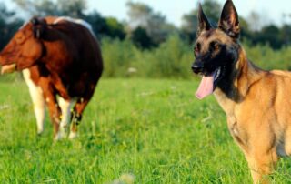 vacca-cane-pascolo