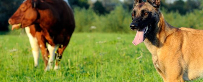 vacca-cane-pascolo