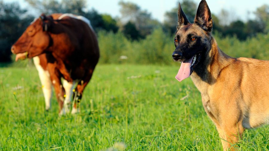 vacca-cane-pascolo