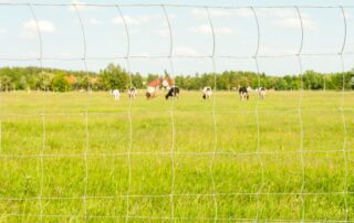 campo-azienda-recinzione-vacche