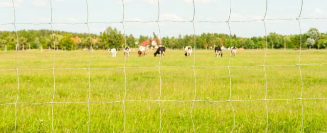 campo-azienda-recinzione-vacche