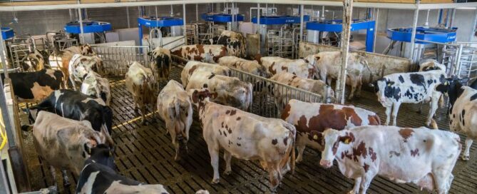 VMS Batch Milking DeLaval