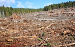 deforestazione
