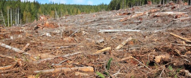 deforestazione