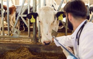 vacca - veterinario - farmaci