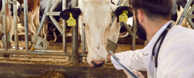 vacca - veterinario - farmaci