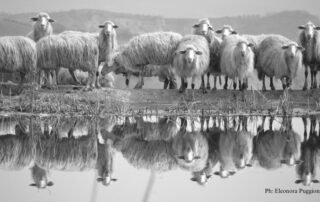 pecore-sarde-concorso-foto-ruminantia