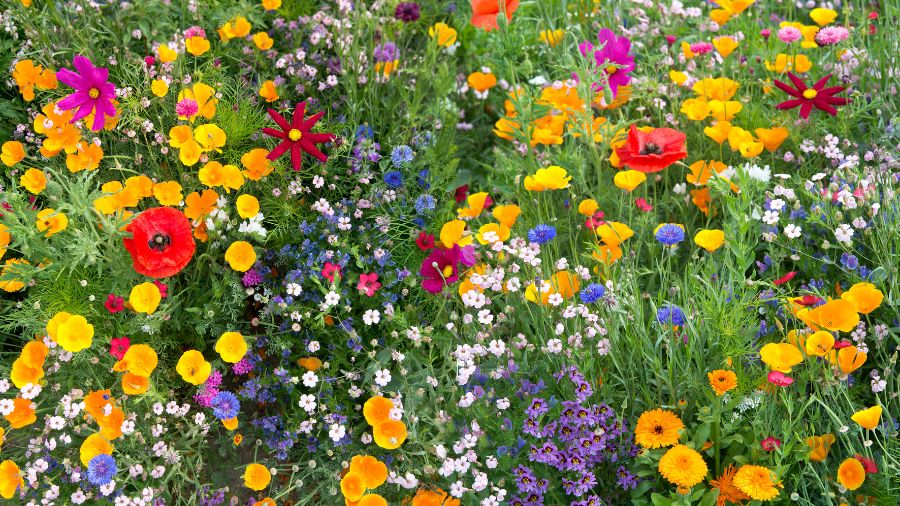 biodiversità-campo-fiori