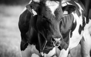 toro - holstein